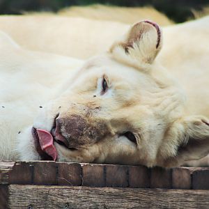 White Lioness (Panthera leo)