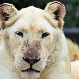 White Lioness (Panthera leo)