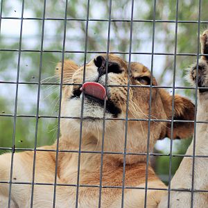 Lioness (Panthera leo)
