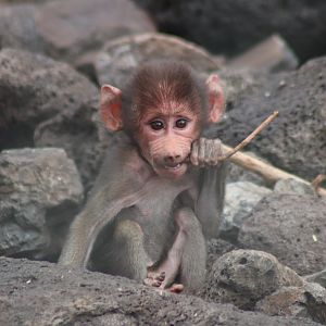 Baby Hamadryas Baboon (Papio hamadryas)