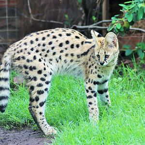 Serval (Leptailurus serval)