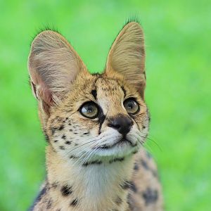 Serval (Leptailurus serval)