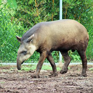 Brazilian Tapir (Tapirus terrestris)