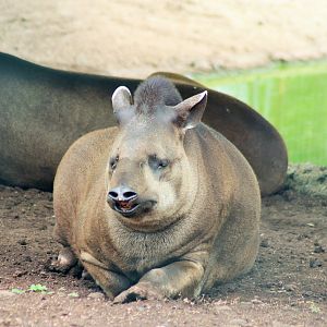 Brazilian Tapir (Tapirus terrestris)