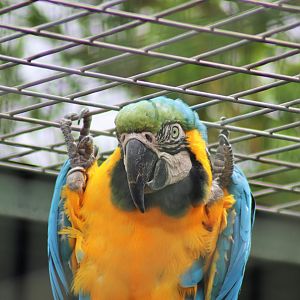 Blue and Gold Macaw (Ara ararauna)