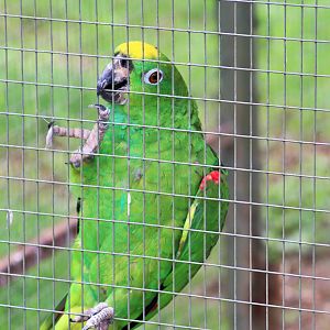 Yellow-crowned Amazon Parrot (Amazona ochrocephala)