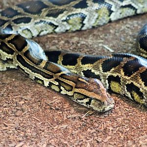 Burmese Python (Python molurus bivittatus)