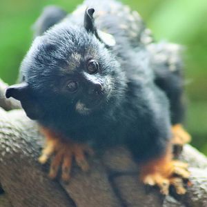 Red-handed Tamarin (Saguinus midas)