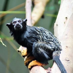 Red-handed Tamarin (Saguinus midas)