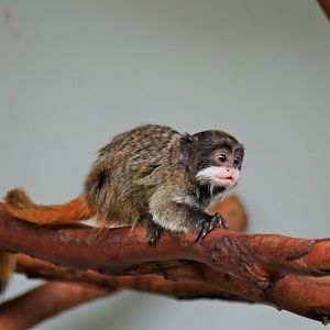 Emperor Tamarin (Saguinus imperator subgrisecens)