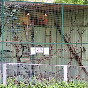 Common Marmoset/Agouti Enclosure
