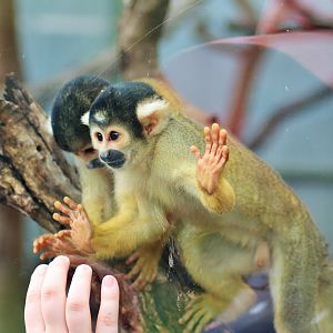 Bolivian Squirrel Monkeys (Saimiri boliviensis boliviensis)