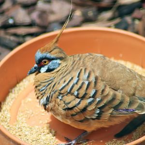 Spinifex Pigeon (Geophaps plumifera)