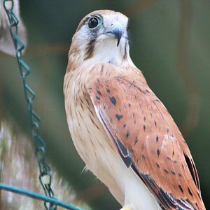 Nankeen Kestrel (Falco cenchroides)