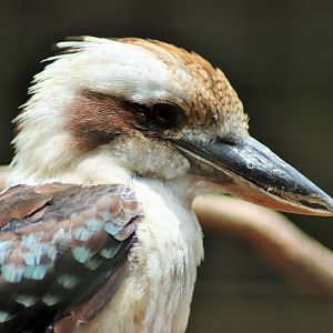 Laughing Kookaburra (Dacelo novaeguineae)