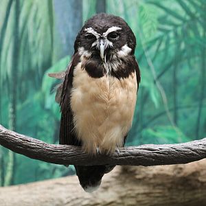 Spectacled owl