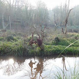 Orangutan reflections, February 2020