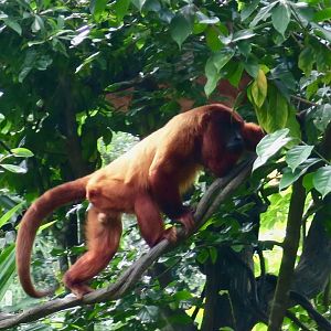 Guyanan Red Howler (Alouatta macconnelli)