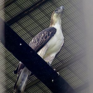 Philippine Eagle (Pithecophaga jeffreyi)