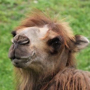 Bactrian Camel, Detroit Zoo