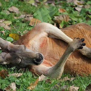 Red Kangaroo, Detroit Zoo