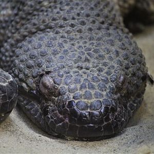 Mexican Beaded Lizard, Detroit Zoo