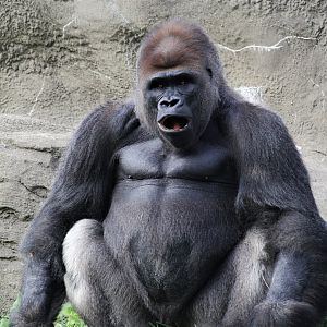 Western Lowland Gorilla, Detroit Zoo
