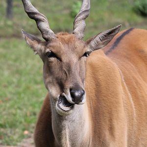 Common Eland, female, Detroit Zoo