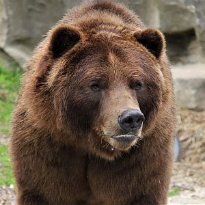 Grizzly Bear, Detroit Zoo