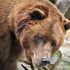 Grizzly Bear, Detroit Zoo