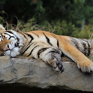 Amur Tiger, Detroit Zoo