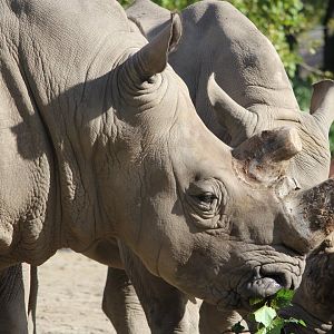 White Rhinoceros, Detroit Zoo