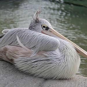 Pink-back Pelican, Detroit Zoo