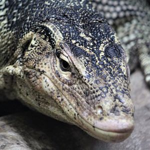 Water Monitor, Detroit Zoo