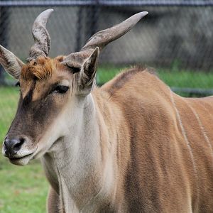 Common Eland, male, Detroit Zoo