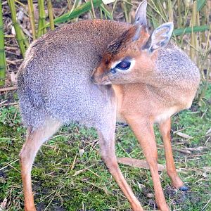 Kirk's dik-dik; Colchester; 7th February 2020