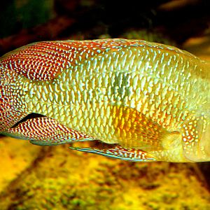 Pearl cichlid; Colchester; 7th February 2020