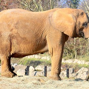 African elephant; Colchester; 7th February