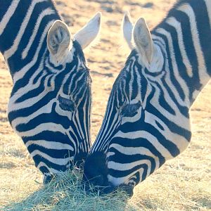 Maneless zebras; Colchester; 7th February 2020