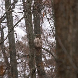 Ural owl, Strix uralensis macroura