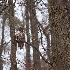 Ural owl, Strix uralensis macroura