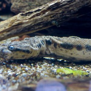Elephant Trunk Snake (Acrochordus javanicus)