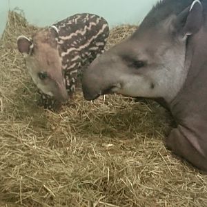 10 Day Old Tapir 8/2/20