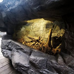 Feb. 2020 - The River Journey - Appalachian Cove Forest - Black Rat Snake Exhibit