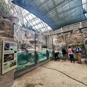 Feb. 2020 - The River Journey - Appalachian Cove Forest - River Otter Exhibit
