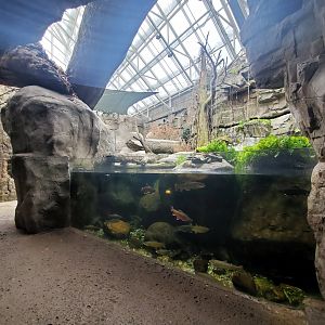 Feb. 2020 - The River Journey - Appalachian Cove Forest - 30,000 Gallon Mountain Sink