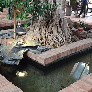 Turtle-enclosure in the restaurant