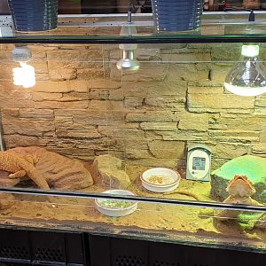 Bearded dragon-enclosure in the restaurant