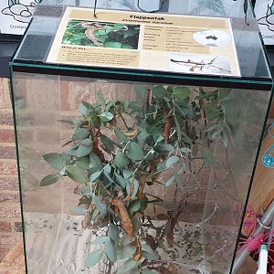 Stick insect-enclosure in the restaurant