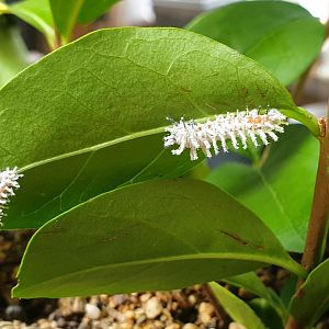 Caterpillars of Atlas butterfly